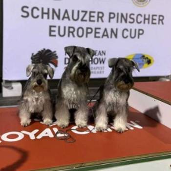 Patuljasti Snauceri biber so