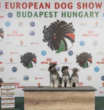 Patuljasti Snauceri biber so