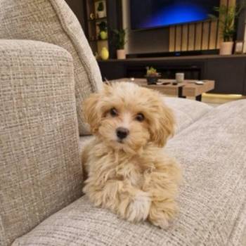Maltipoo vrhunske genetike
