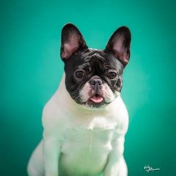 Francuski buldozi stari godinu dana