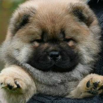 Chow Chow Cau Cau Čau Čau