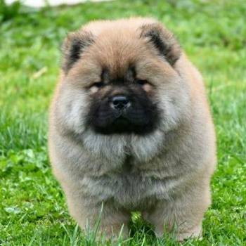 Chow Chow Cau Cau Čau Čau