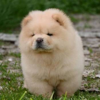 Chow Chow Cau Cau Čau Čau