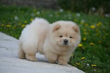 Chow Chow Cau Cau Čau Čau