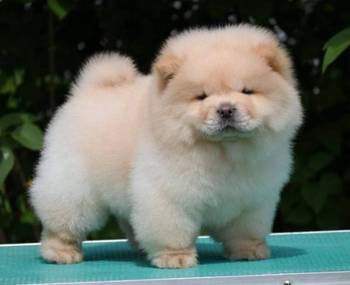 Chow Chow Cau Cau Čau Čau