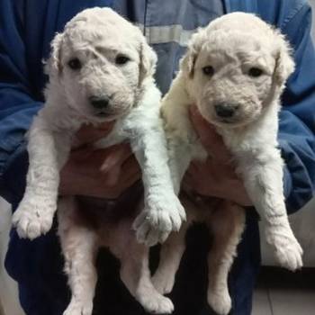 Madjarski kuvasi cistokrvni