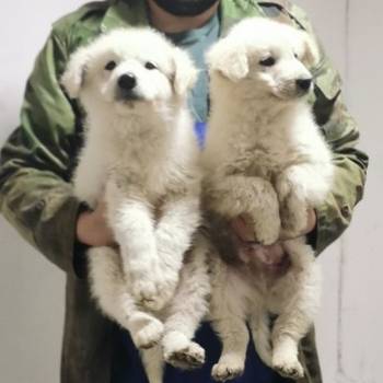 Madjarski kuvasi cistokrvni