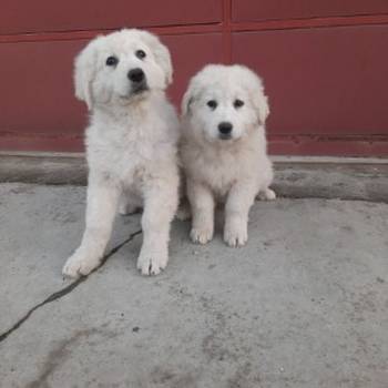 Madjarski kuvasi cistokrvni