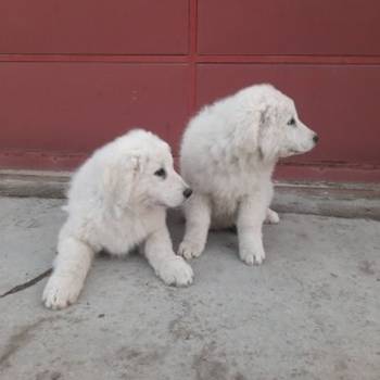 Madjarski kuvasi cistokrvni