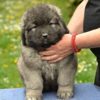 Kavkaski ovčar štenci