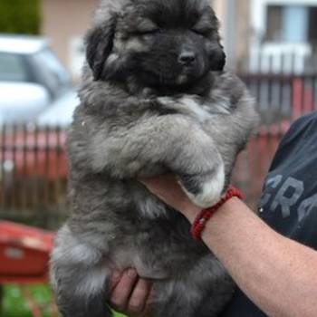 Kavkaski ovčar štenci