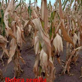 Prodaje se kuća/salaš u Hajdukovu na parceli od 3,5 jutra zemlje