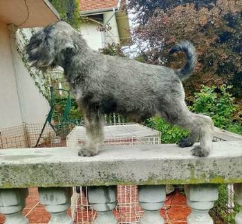 Štenci patuljastih šnaucera