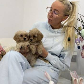 Maltipoo vrhunske genetike