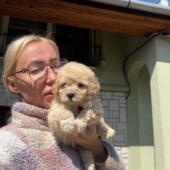 Maltipoo vrhunske genetike