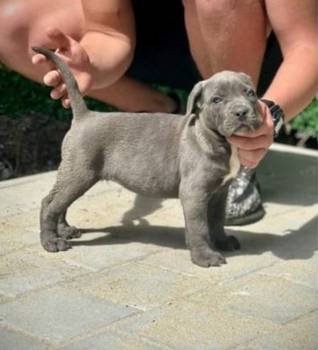 Cane Corso štenci