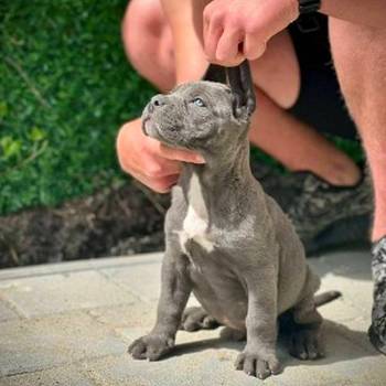 Cane Corso štenci