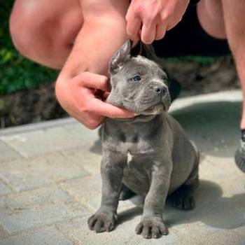 Cane Corso štenci