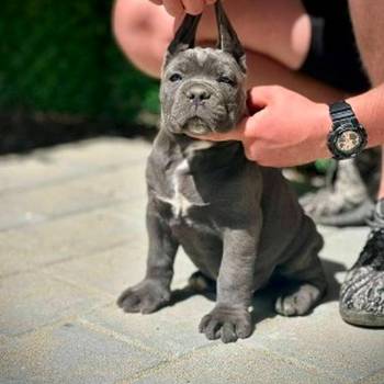 Cane Corso štenci