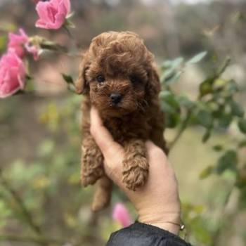 Stenci toy i mini pudle vrhunske genetike