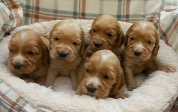Štenci engleskog koker spanijela