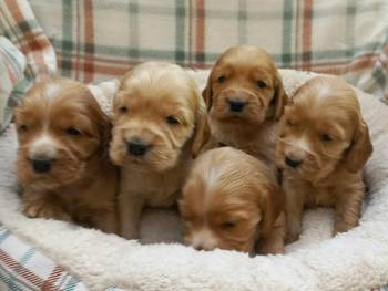 Štenci engleskog koker spanijela