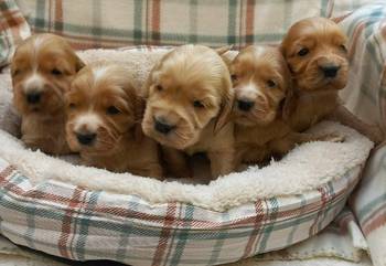 Štenci engleskog koker spanijela