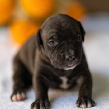 American pitbull terier