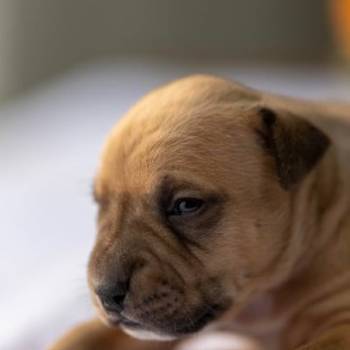 American pitbull terier