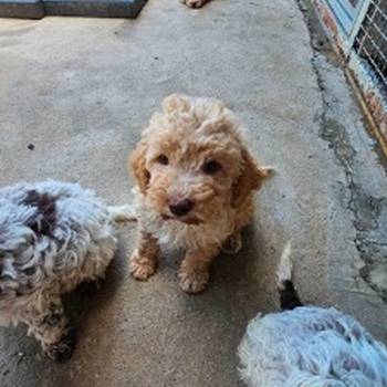 Lagotto Romagnolo, dostupni štenci