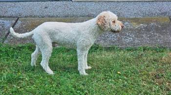 Lagotto Romagnolo, dostupni štenci