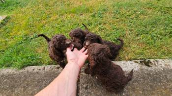 Lagotto Romagnolo, dostupni štenci