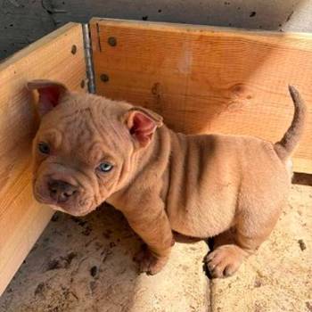 American bully exzotik-mikro štenci