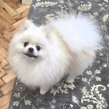 Pomeranac odgajivačnica na prodaju