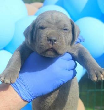 Cane Corso štenci