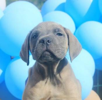 Cane Corso štenci