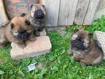 Chow Chow štenci