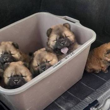 Chow Chow štenci