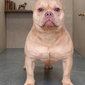 American Bully Ženka je stara 15 meseci