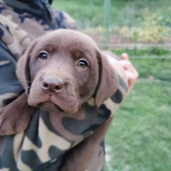 Čokoladni labrador