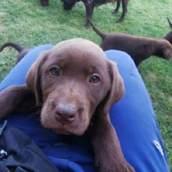 Čokoladni labrador