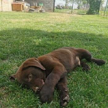 Čokoladni labrador