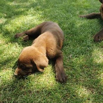 Čokoladni labrador