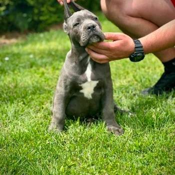Cane Corso plavi mužjak TOP quality