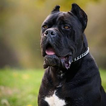 Cane Corso mužjak na prodaju