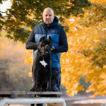 Cane Corso mužjak na prodaju