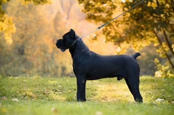 Cane Corso mužjak na prodaju