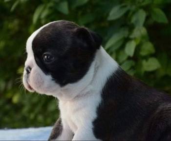 Prelepi štenci boston terijera