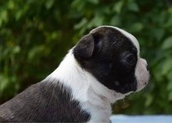 Prelepi štenci boston terijera