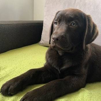 Labrador retriver, čokoladni štenci